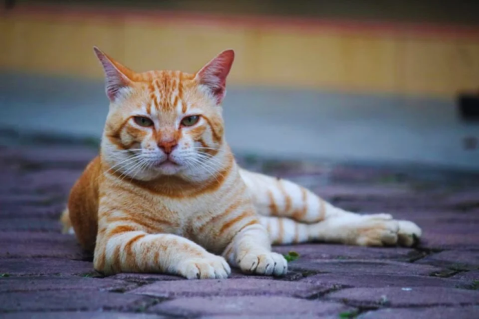 los gatos