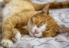 gato