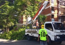 Realizan labores de pico y poda en Urbanización El Trigal labores de pico y poda