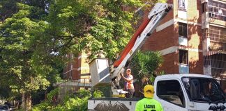 labores de pico y poda