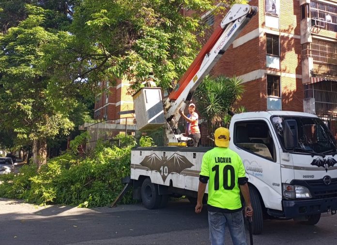 labores de pico y poda