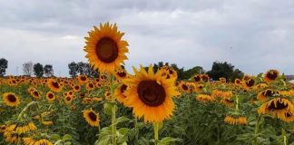 Feria del Girasol 2026