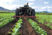 Plan Agrícola permitirá la producción en más de 10 millones de hectáreas