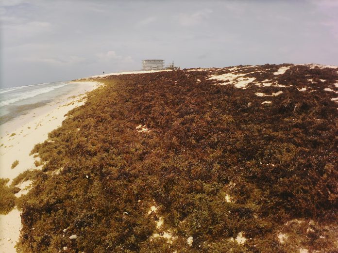 Qué es el Sargassum
