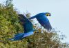 Inicia campaña formativa en protección de la fauna silvestre en Venezuela