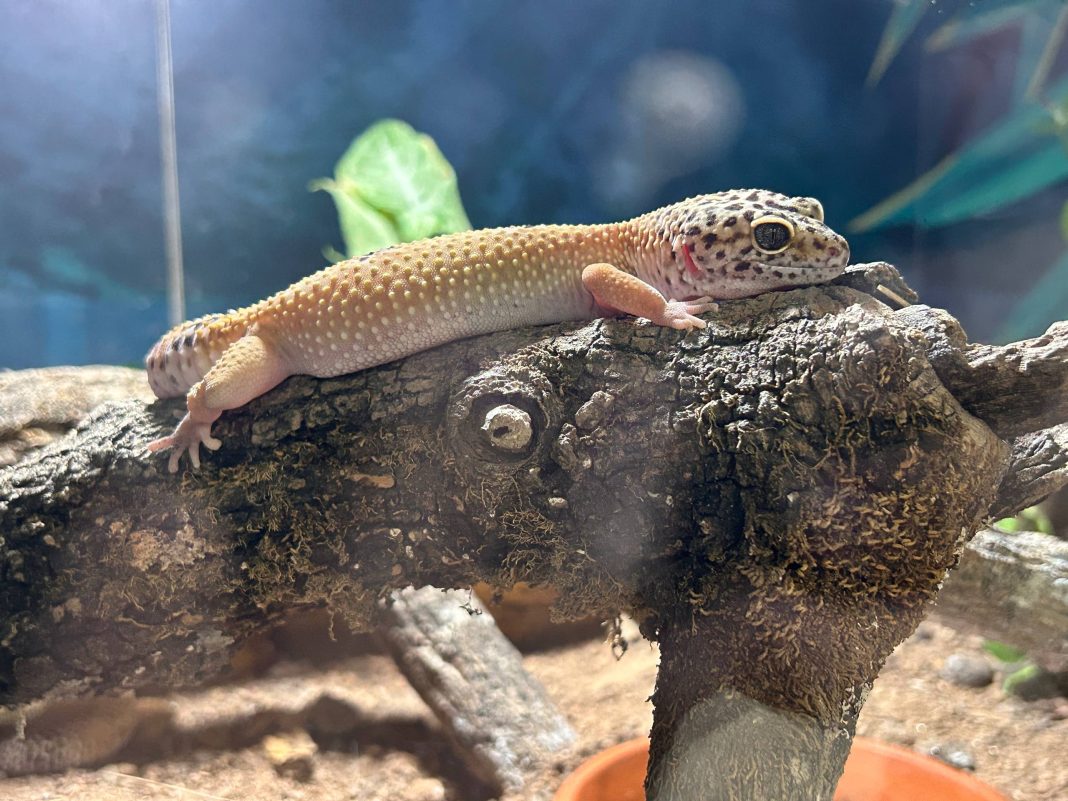 ZooAquarium Acuario de Valencia cumple 50 años