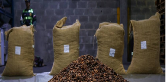 Cacao