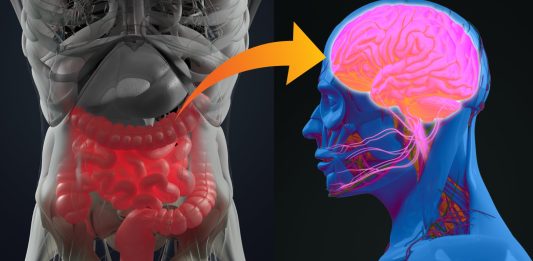 el intestino