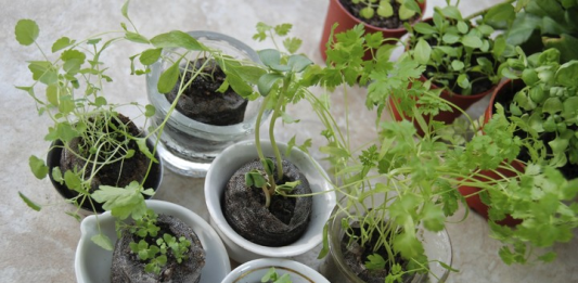 cilantro