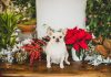 Flor de Nochebuena
