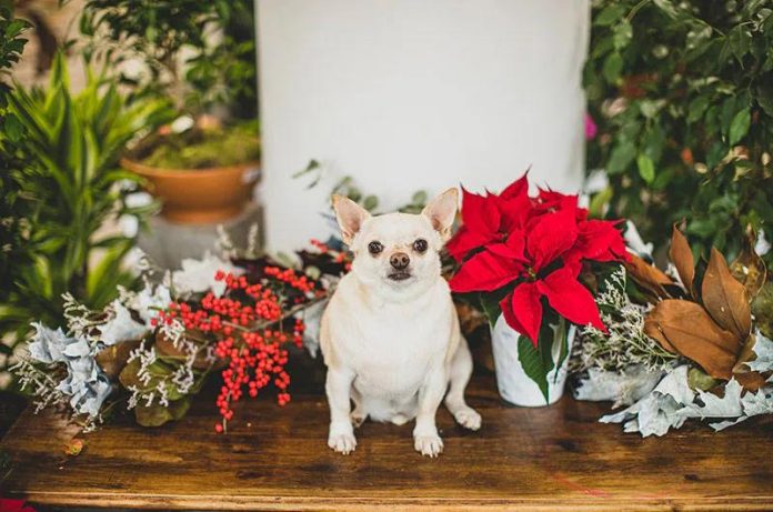 Flor de Nochebuena