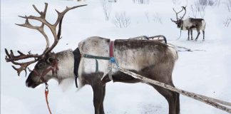 Cambio climático Reno