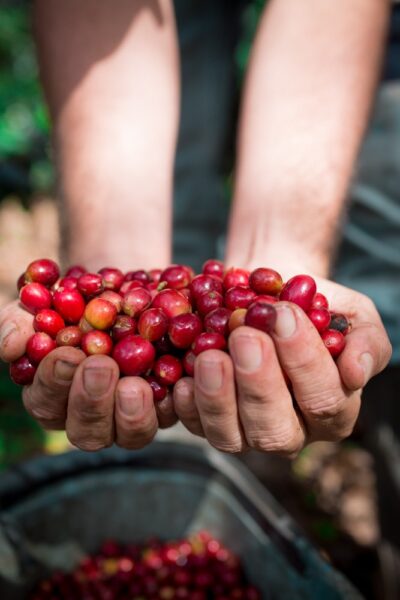 IVIC continúa cosecha de café ecológico, orgánico y urbano