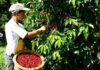 IVIC revoluciona la producción de café ecológico y de calidad IVIC continúa cosecha de café ecológico, orgánico y urbano
