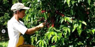 IVIC continúa cosecha de café ecológico, orgánico y urbano
