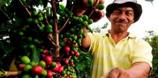 Caficultores larenses
