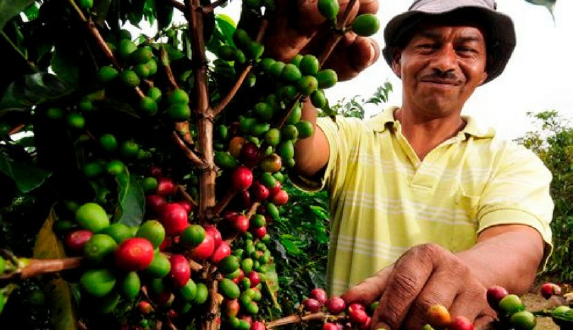 Caficultores Larenses Caficultores larenses