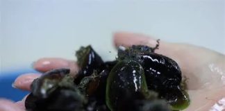 Desarrollan proyecto de producción de semillas de mejillón