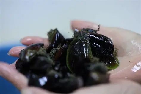 Desarrollan proyecto de producción de semillas de mejillón Desarrollan proyecto de producción de semillas de mejillón