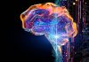 Conoce la razón del por qué el cerebro se fatiga tras pensar demasiado cerebro