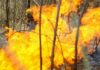 Alto riesgo de incendios forestales