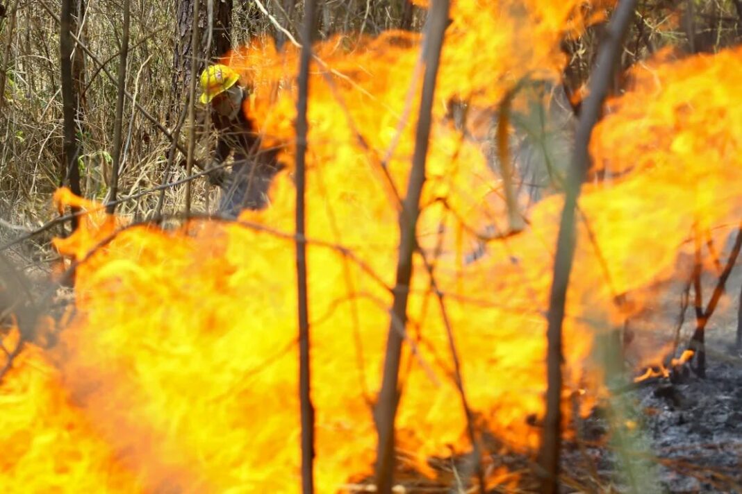 Alto riesgo de incendios forestales