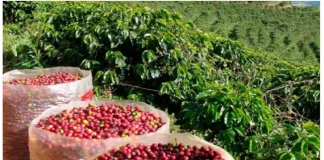 Plan Nacional Comunal del llega a 69 mil familias caficultoras del país