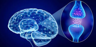 Neurotransmisor
