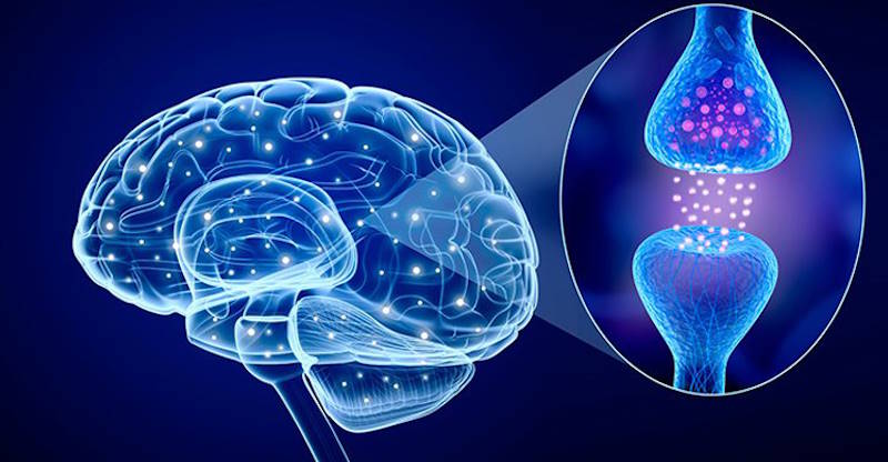 neurotrasmisor Neurotransmisor