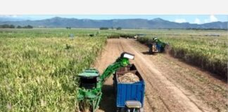 Central Las Majaguas alcanza 30 mil toneladas de azúcar en zafra récord
