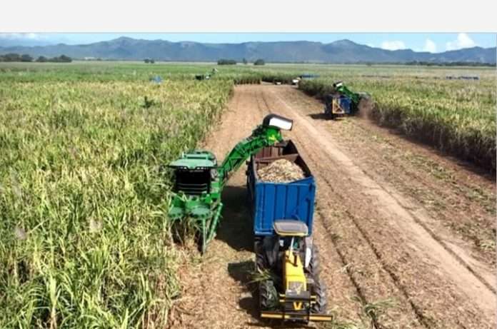 Central Las Majaguas alcanza 30 mil toneladas de azúcar en zafra récord Central Las Majaguas alcanza 30 mil toneladas de azúcar en zafra récord