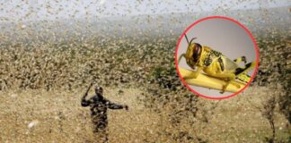 Langostas del desierto causan preocupación en Marruecos