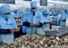 Venezuela se prepara para reanudar exportaciones de cangrejo azul a EEUU