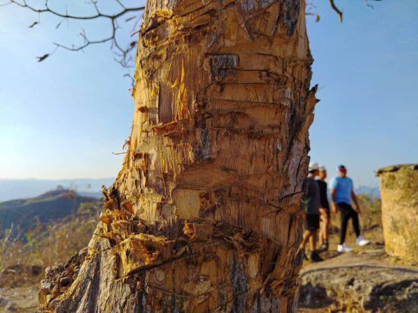 Senderistas denuncian agresión contra árbol