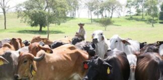 Feria del Río Unare
