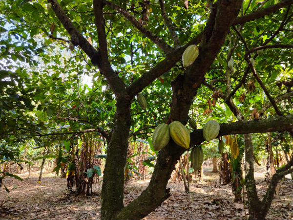 Hacienda Maita