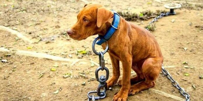 Llevarán a la AN propuesta para castigar el maltrato animal Castigar el maltrato animal