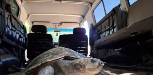 Reubican-35-ejemplares-de-tortugas-exoticas.-1