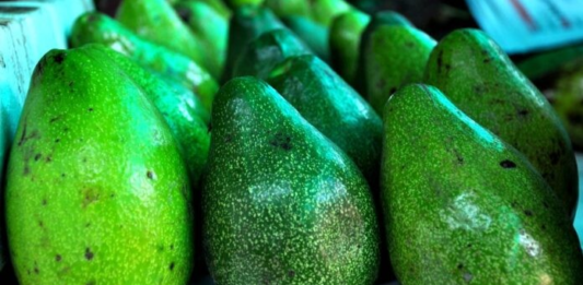 Aguacate producido en Yaracuy