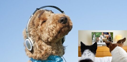Calmar y entretener a los perros