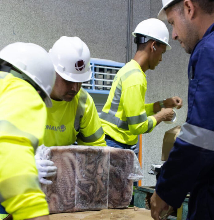 Venezuela exportó más de 100 mil kilos de pulpo a Europa Venezuela exportó más de 100 mil kilos de pulpo a Europa