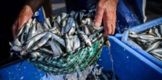 Nueva Esparta se preparan para la temporada de sardina