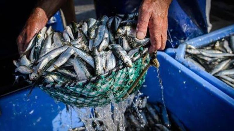 Nueva Esparta se preparan para la temporada de sardina Nueva Esparta se preparan para la temporada de sardina