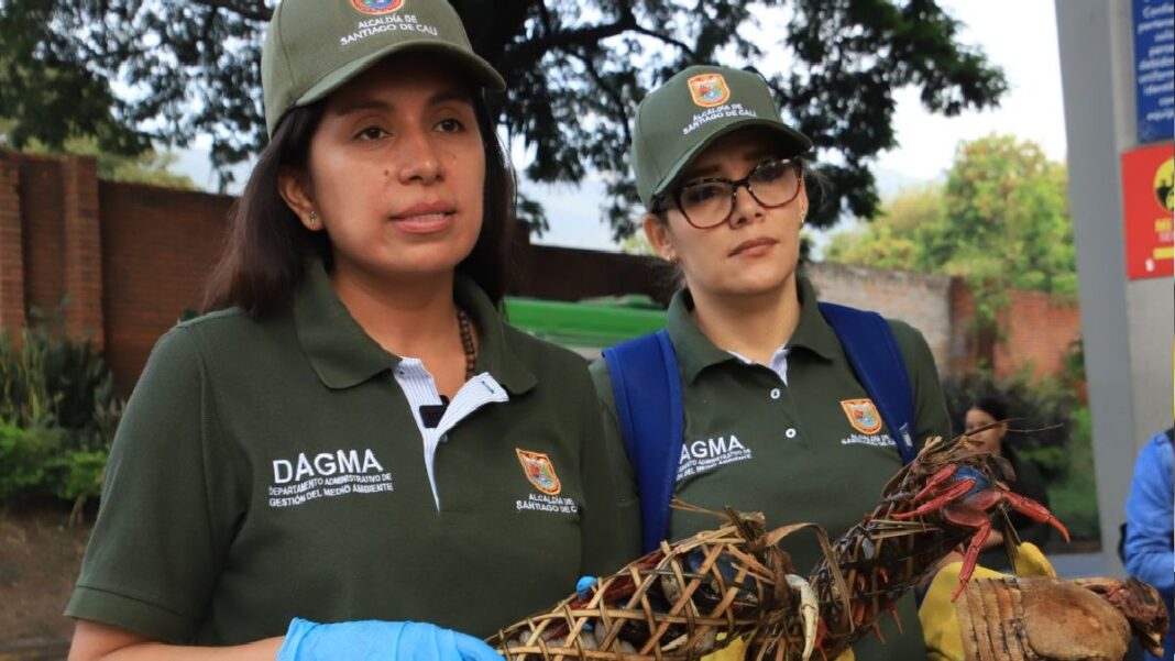 Son reforzados los controles ante tráfico ilegal de flora y fauna en Colombia