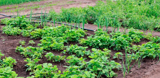 El cultivo en casa