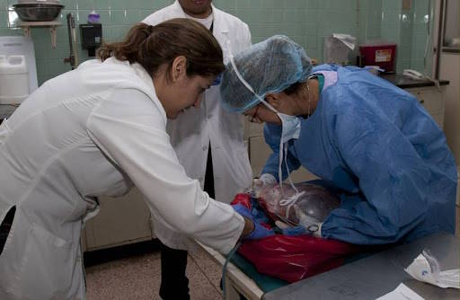 CITOLOGIA La citología veterinaria