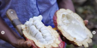 Cacao Venezolano reconocido en importante Festival Internacional Cacao Venezolano - Festival Internacional «ShowColat»