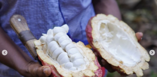 Cacao Venezolano - Festival Internacional «ShowColat»