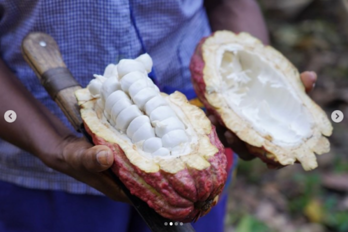 Cacao Venezolano - Festival Internacional «ShowColat»