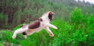 Los gatos aterrizan de pie